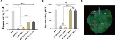 VdP5CDH is involved in melanin formation, stress resistance and play a regulatory role in virulence of Verticillium dahliae